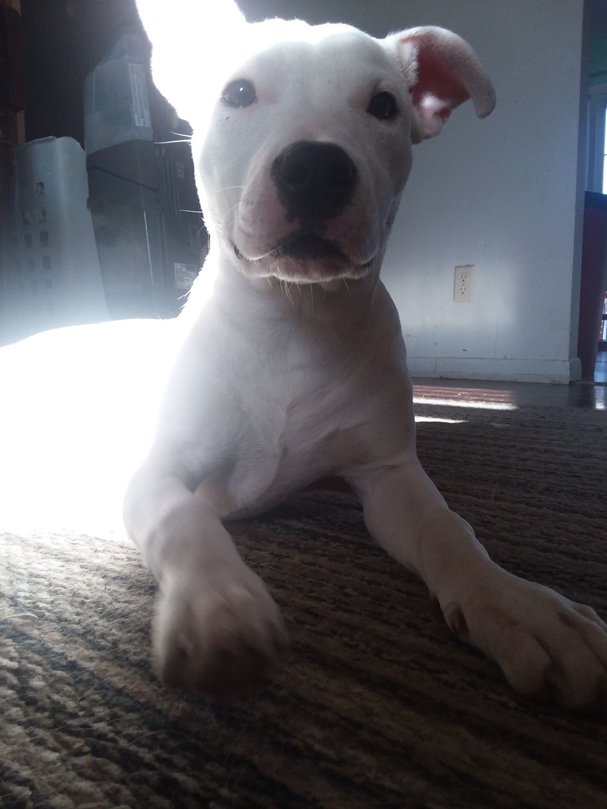 Blonca